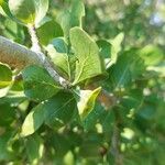 Gardenia volkensii Blatt