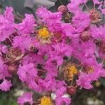 Lagerstroemia indicaKvět