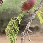 Albizia harveyi Плод