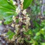 Myrsine asymmetrica Λουλούδι
