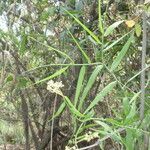 Flagellaria indica Kvet