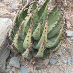 Aloe melanacantha Tervik taim