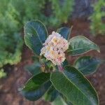 Rhus ovata Flower