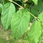 Euonymus verrucosus Leaf