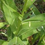 Cirsium monspessulanum Leaf