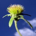 Zexmenia virgulta Flower