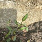 Symphyotrichum laeve Leaf