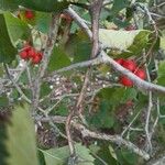 Crataegus macracantha Habitus