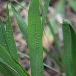 Watsonia borbonica Blatt