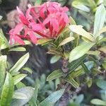 Ixora spp. Květ