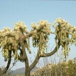 Cylindropuntia fulgida Hábito