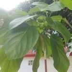 Cordia subcordata Φρούτο