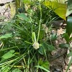 Cyperus sesquiflorus 花