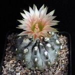 Eriosyce crispa Hábito