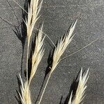 Aristida adscensionis Flower