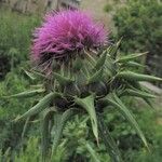 Silybum marianum Flor