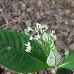 Psychotria schweinfurthii Blüte