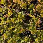 Arctostaphylos uva-ursi Frunză