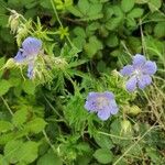 Geranium pratenseFloare