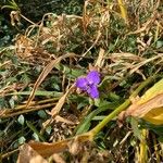 Tradescantia occidentalis Virág