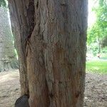 Taxus baccata Corteza