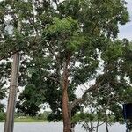 Swietenia mahagoni Агульны выгляд