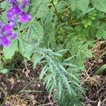 Linaria purpurea Blad