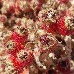 Mesembryanthemum crystallinum Fruit