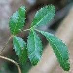 Schinus terebinthifolius Leaf