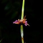 Ischnosiphon puberulus Flor