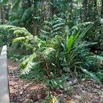 Cyathea cyatheoides Hábito