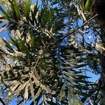 Grevillea robusta 葉