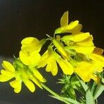 Trigonella esculenta Λουλούδι