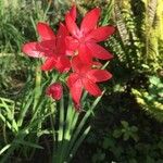 Hesperantha coccinea Blüte