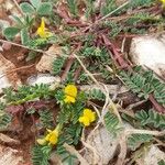 Hippocrepis biflora Fula
