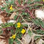 Hippocrepis biflora Fleur