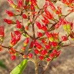 Combretum coccineum Blodyn