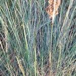 Juncus maritimus Leaf