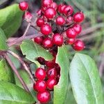 Psorospermum febrifugum Frucht