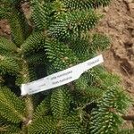 Abies numidica ഇല