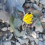 Crepis pygmaea Flower