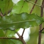 Syzygium cordemoyi Hoja
