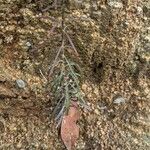 Iberis linifolia Likasa