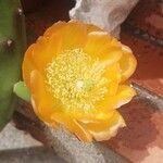 Opuntia ficus-indicaFlor