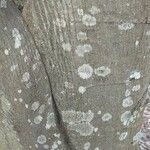 Tilia chinensis Corteza