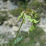 Hippocrepis comosa Gyümölcs