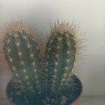 Pilosocereus chrysostele Hoja