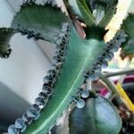 Kalanchoe daigremontiana Fulla