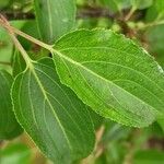 Rhamnus cathartica List