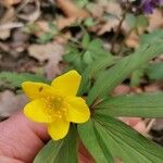 Anemone ranunculoidesKvět